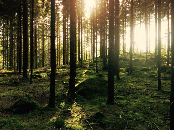 Are you doing these 4 things while in Nature?