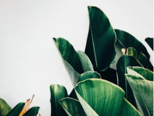 5 Dangers of a Vegan Diet