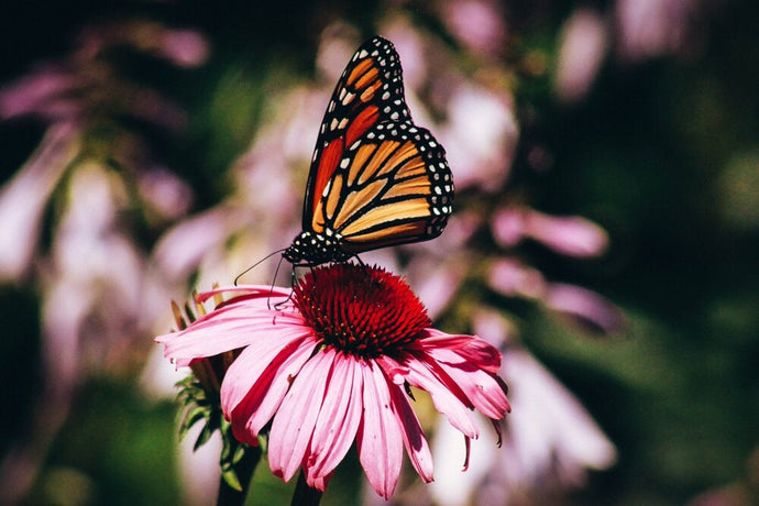 Surviving transitions in life (covid edition)